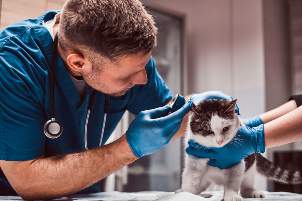 veterinarian examining a cat