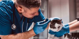 veterinarian examining a cat